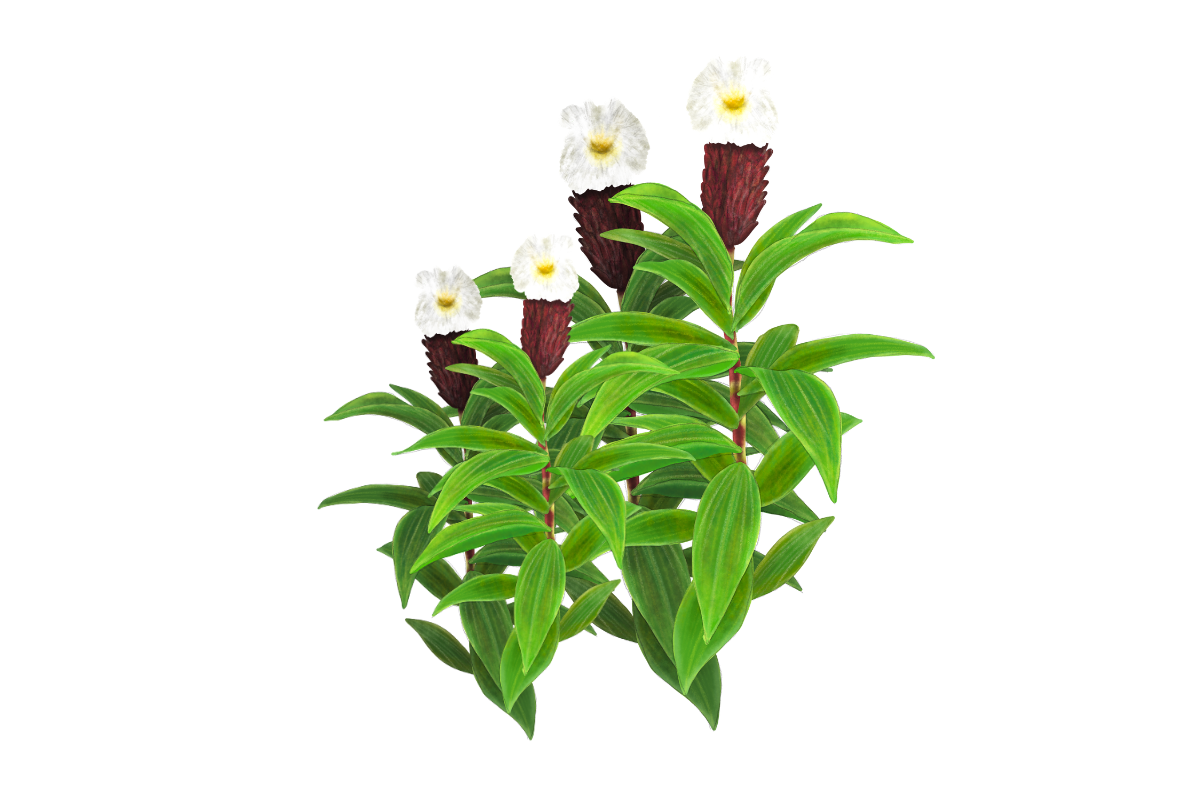 A Field Guide to Common Wildflowers of Singapore